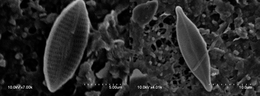 Biofouling Imagen 1