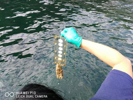 Biofouling system at Laboratory